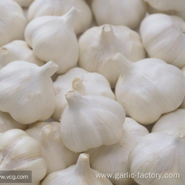 Supply Garlic New Season - cheap price